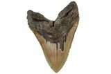 Monster, Fossil Megalodon Tooth - North Carolina #199691-1